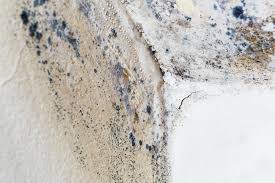  Plains, TX Mold Removal Services Pros